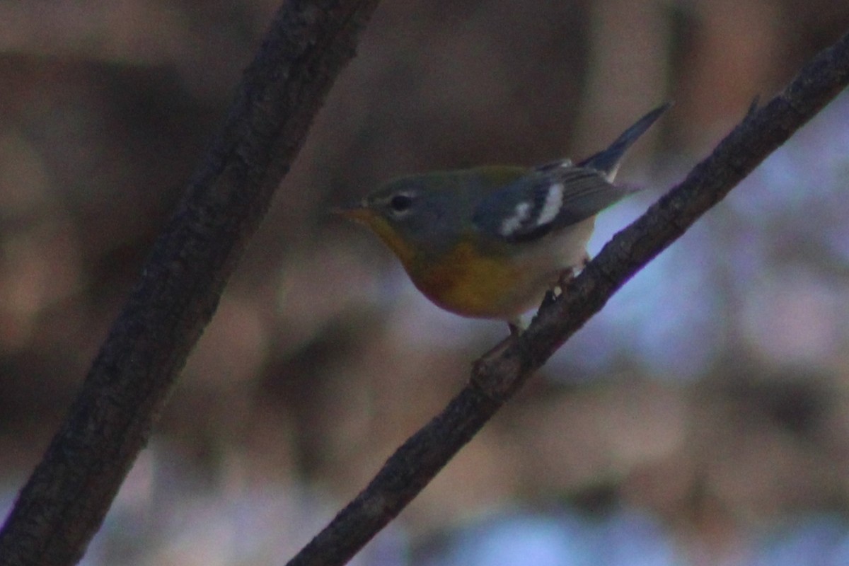 Northern Parula - ML647519501