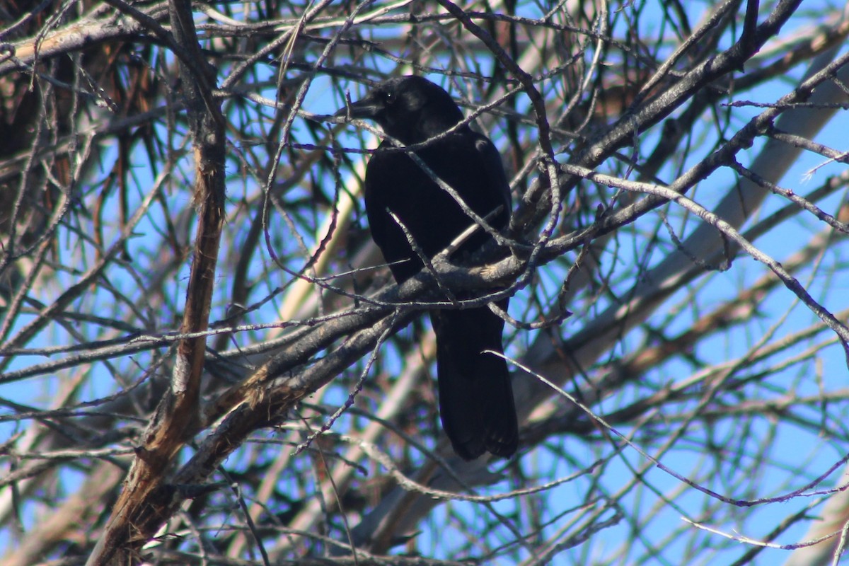 American Crow - ML647519525