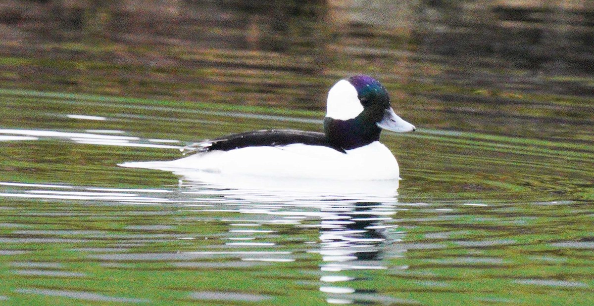 Bufflehead - ML647519527