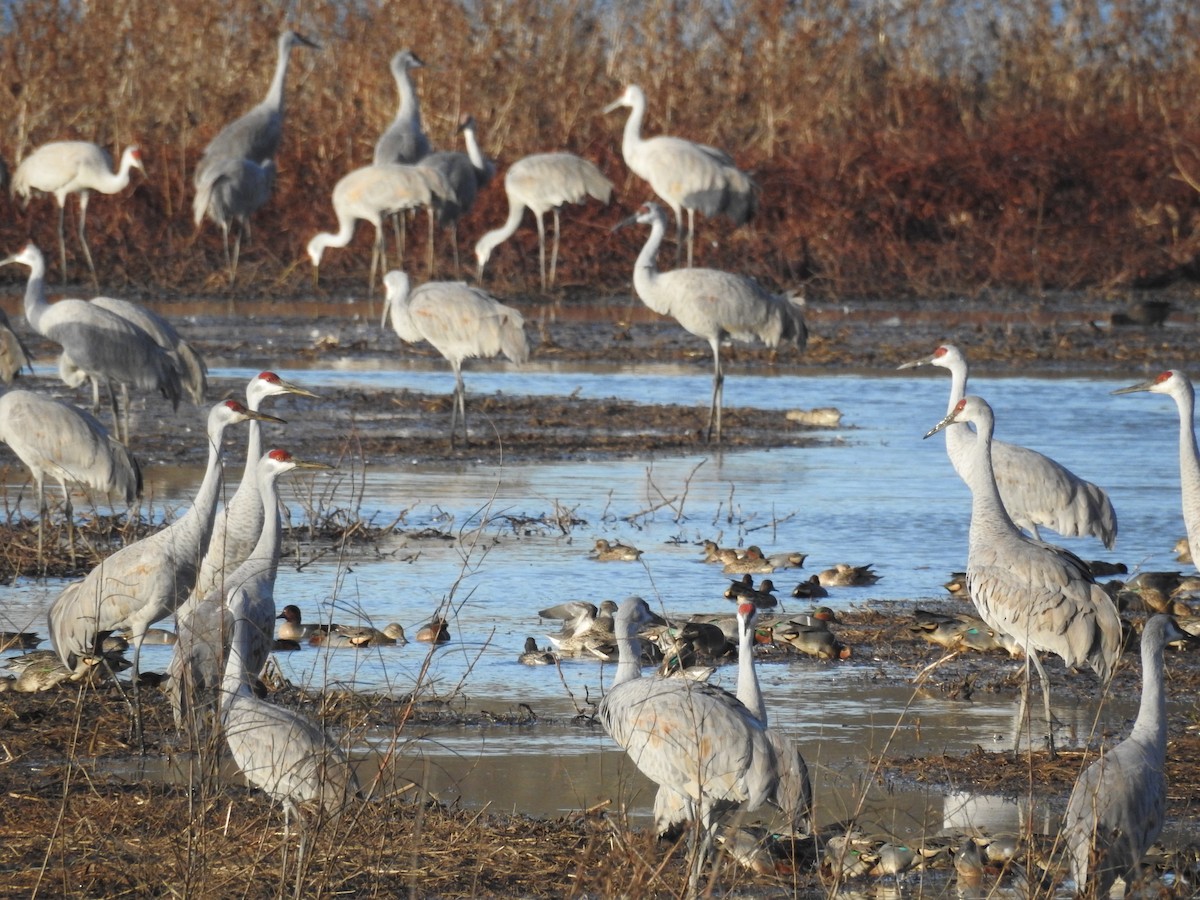 Green-winged Teal - ML647519531