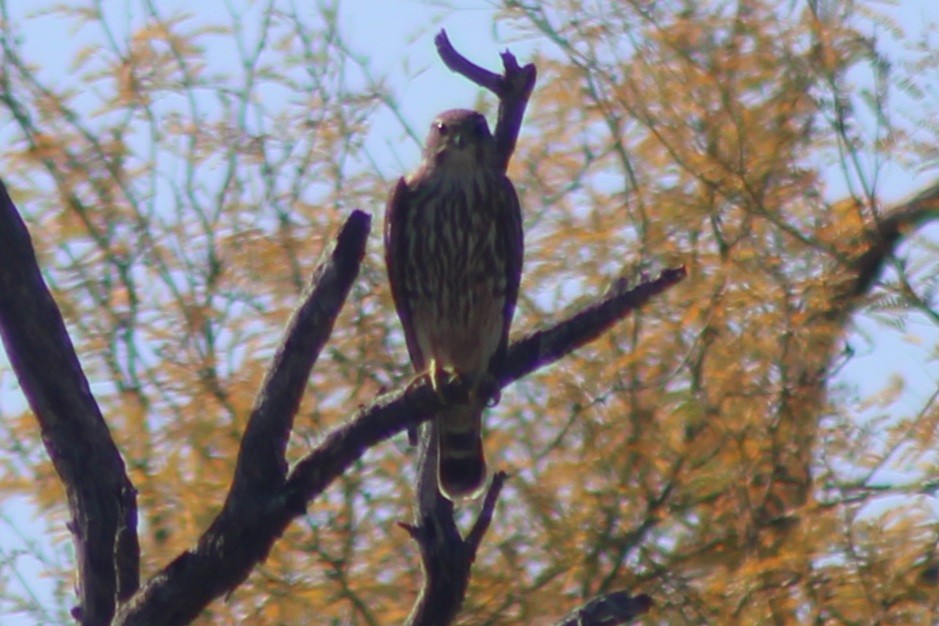 Merlin (Taiga) - ML647519532