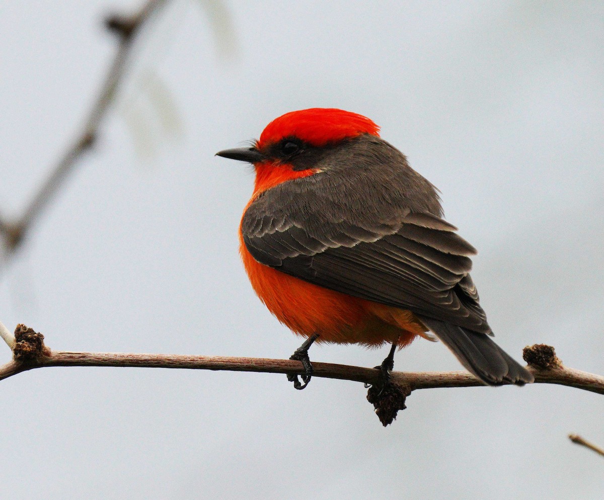 Vermilion Flycatcher - ML647519533