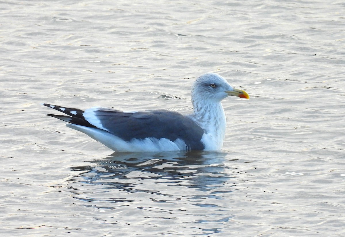 Lesser Black-backed Gull (graellsii) - ML647519534