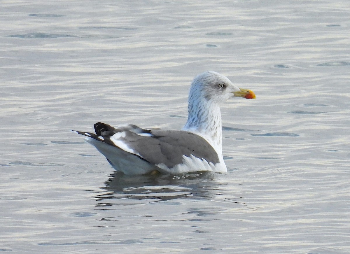 Lesser Black-backed Gull (graellsii) - ML647519537