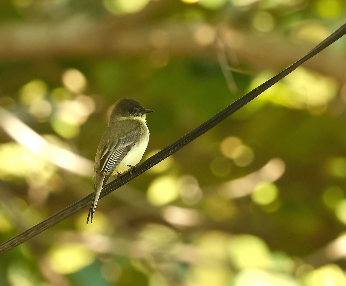 Eastern Phoebe - ML647519538