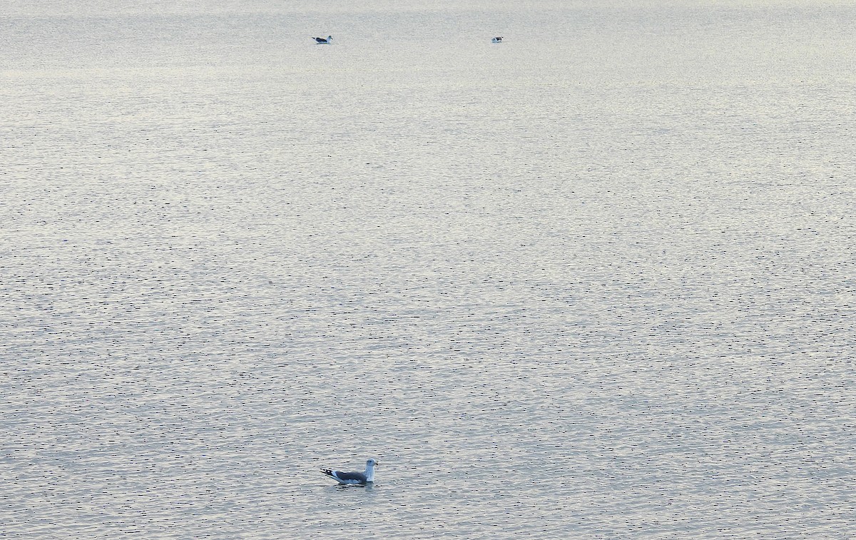 Lesser Black-backed Gull (graellsii) - ML647519541