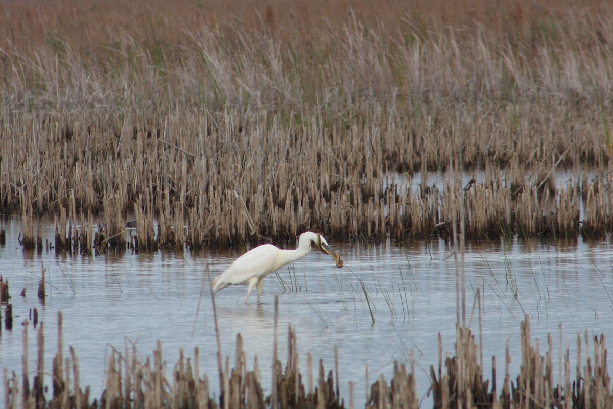 Great Blue Heron - ML647519542