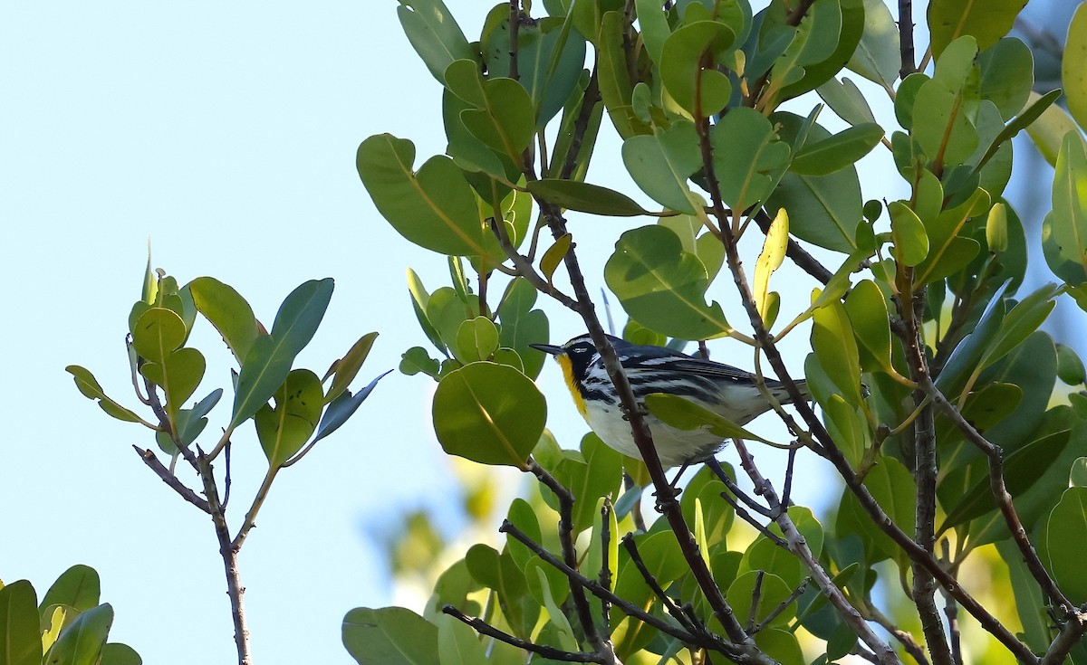 Yellow-throated Warbler - ML647519543
