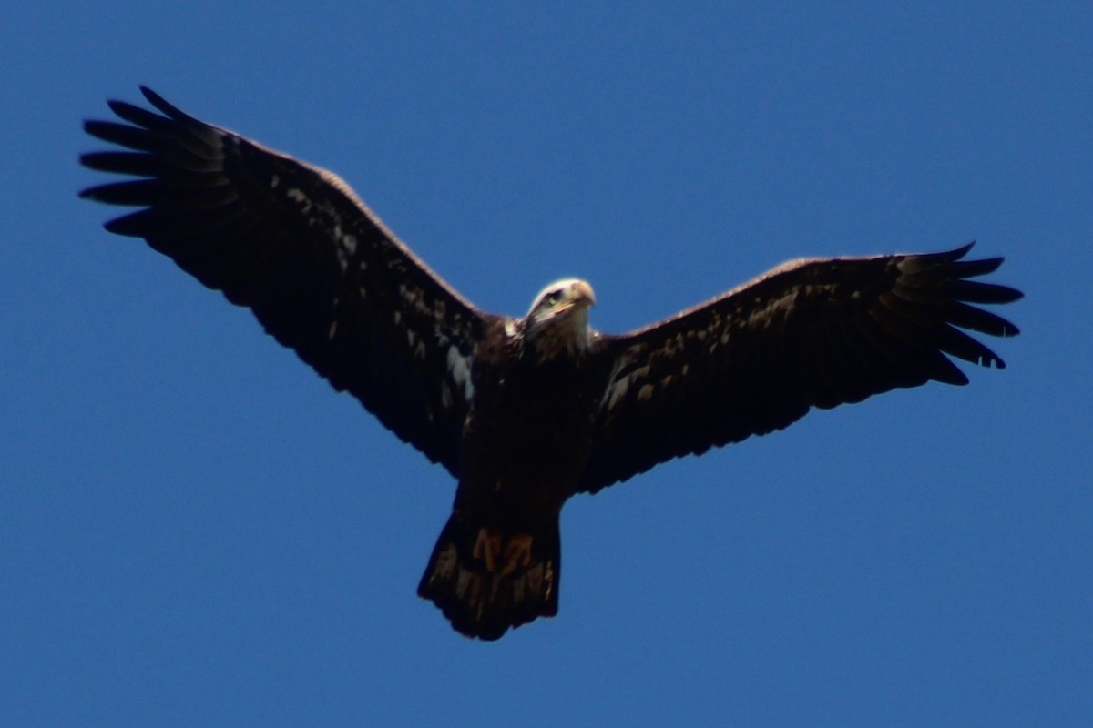 Bald Eagle - ML647519544