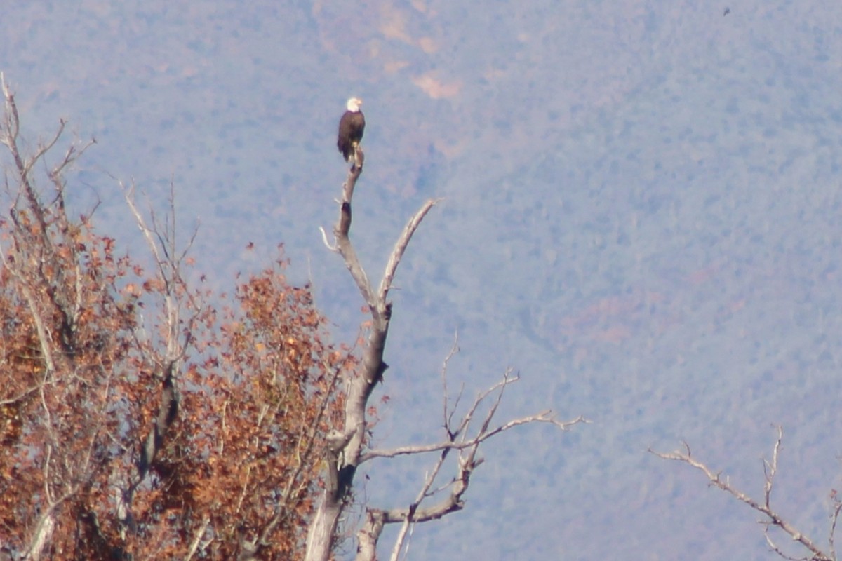 Bald Eagle - ML647519545