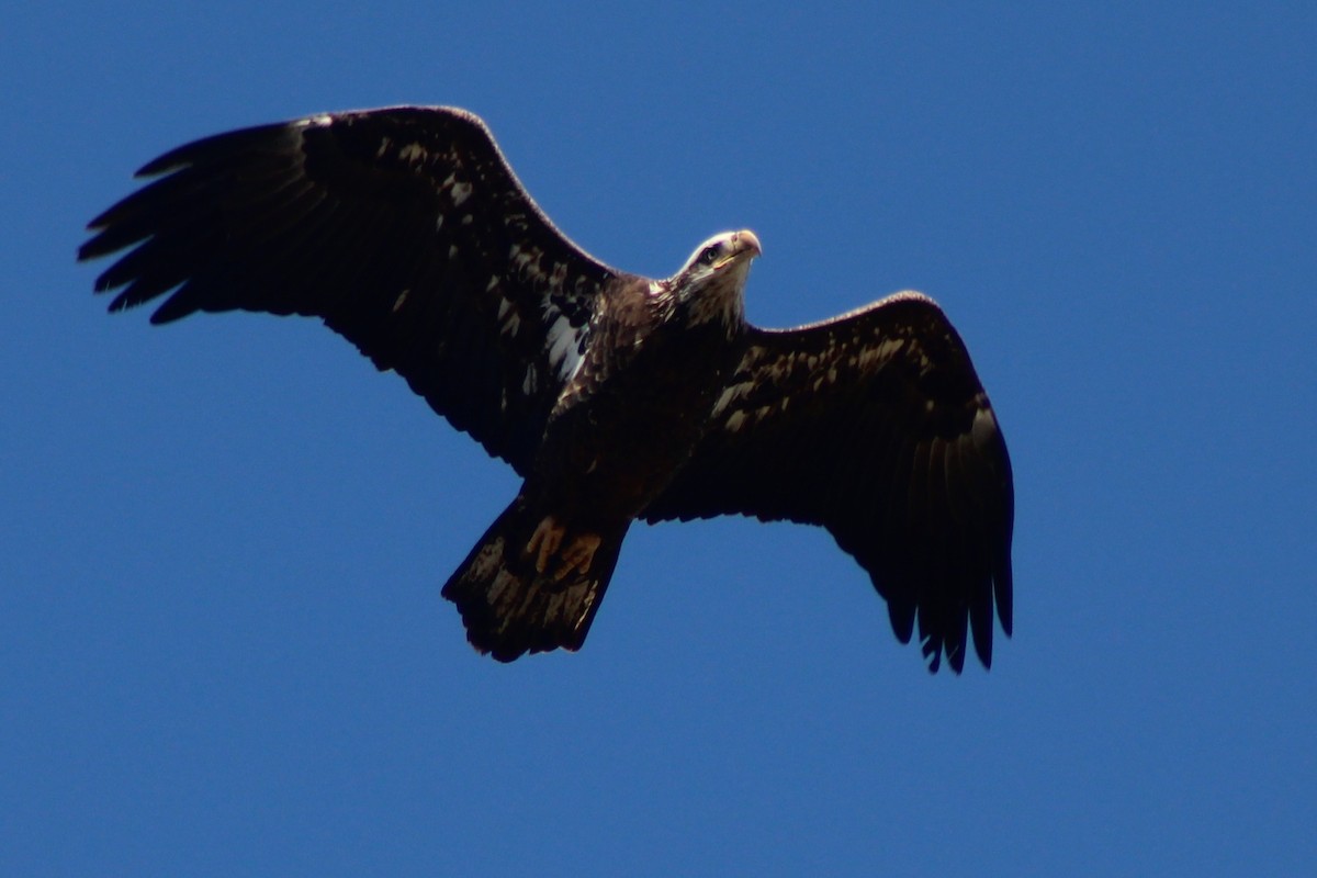 Bald Eagle - ML647519546