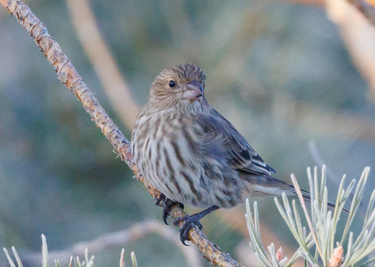 House Finch - ML647519547