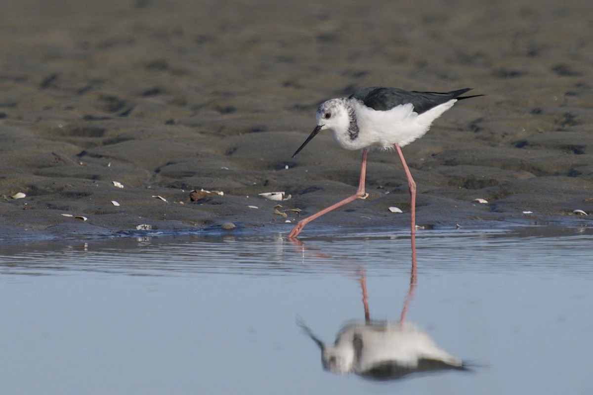 Pied Stilt - ML647519548