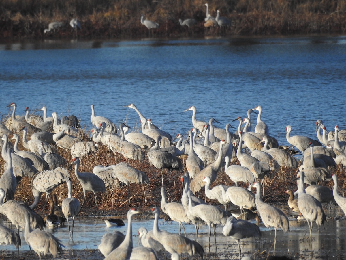 Sandhill Crane - ML647519549