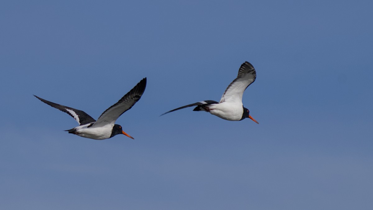 South Island Oystercatcher - ML647519552