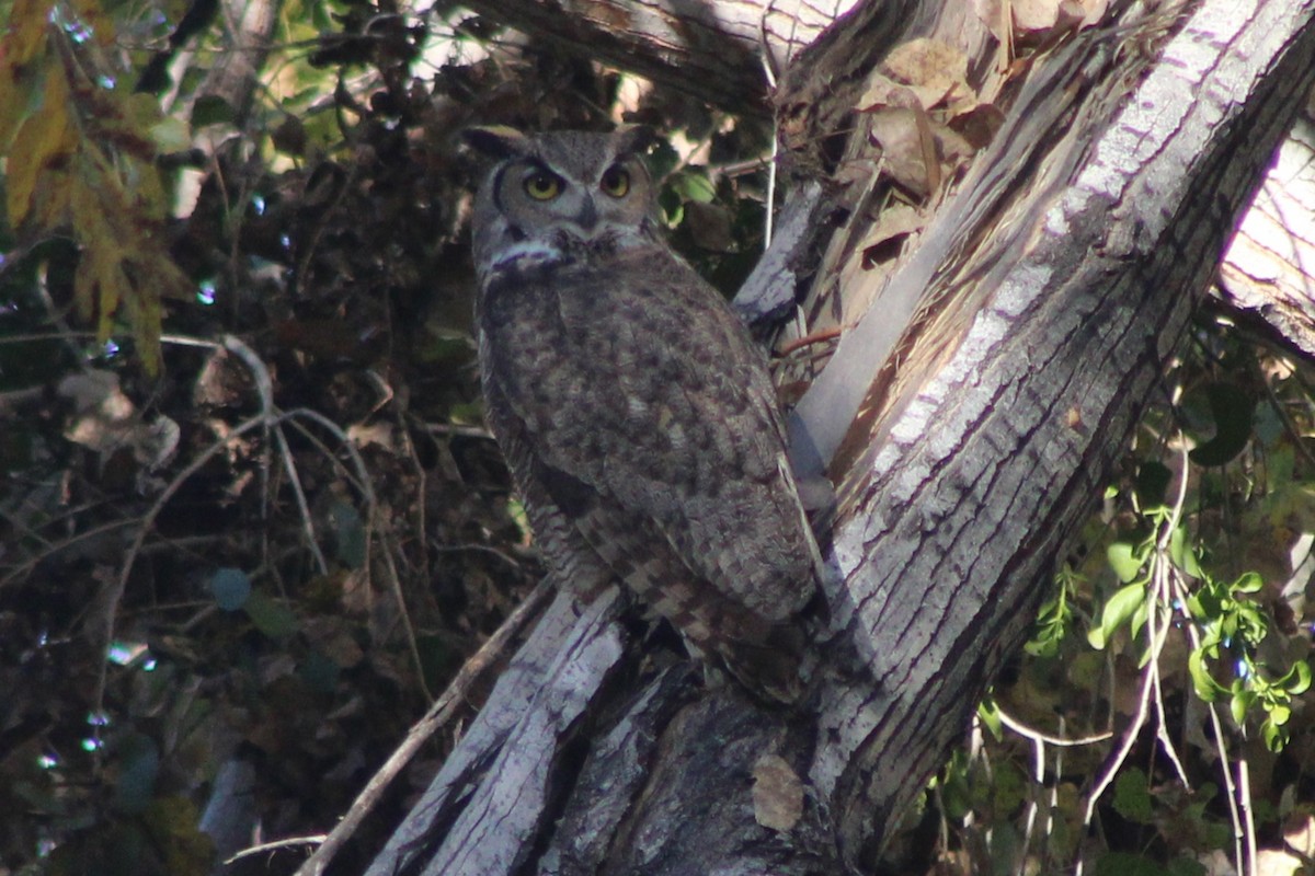 Great Horned Owl - ML647519553