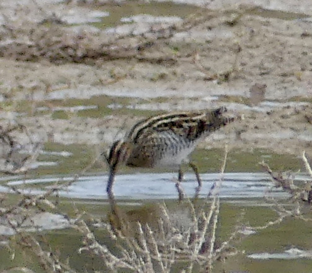 Wilson's Snipe - ML647519554