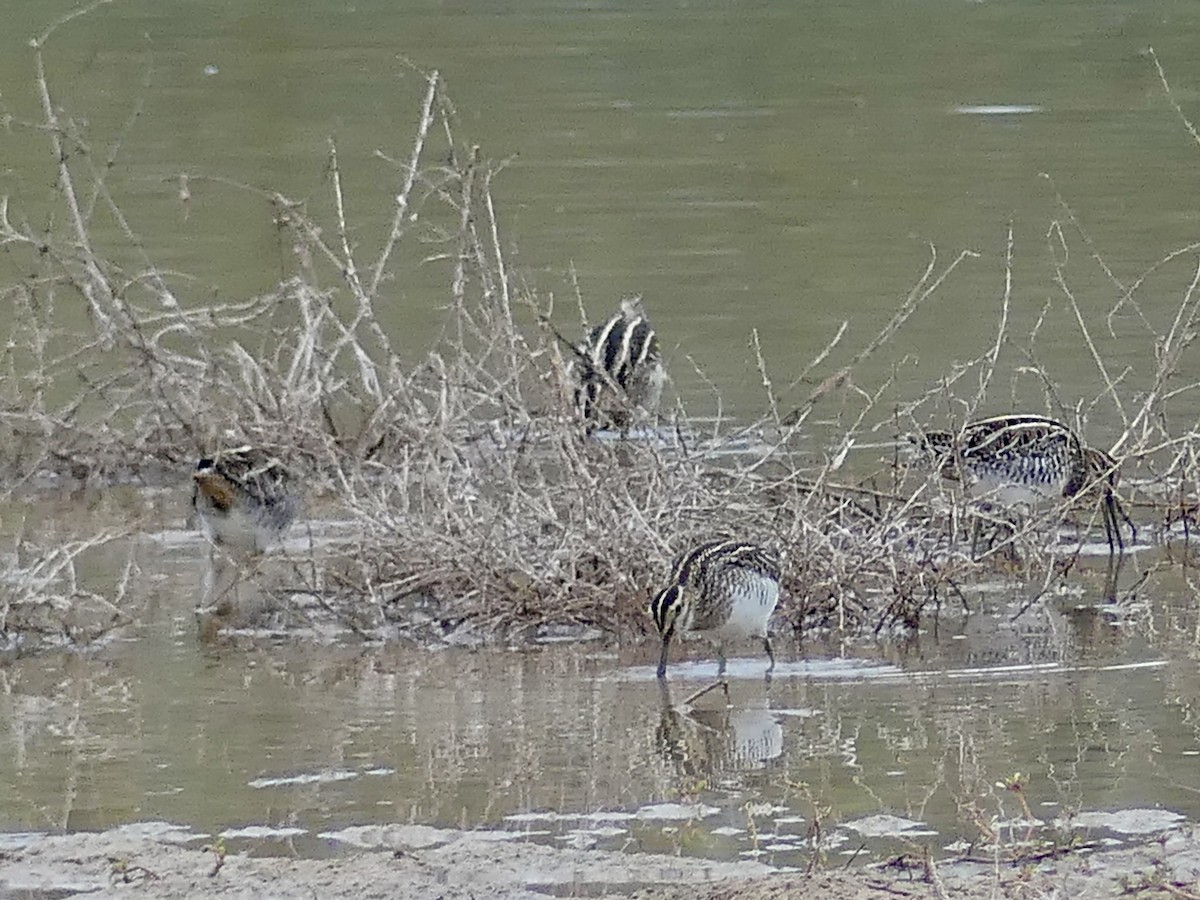 Wilson's Snipe - ML647519556