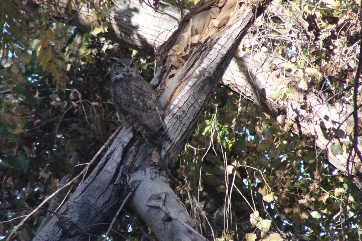 Great Horned Owl - ML647519557