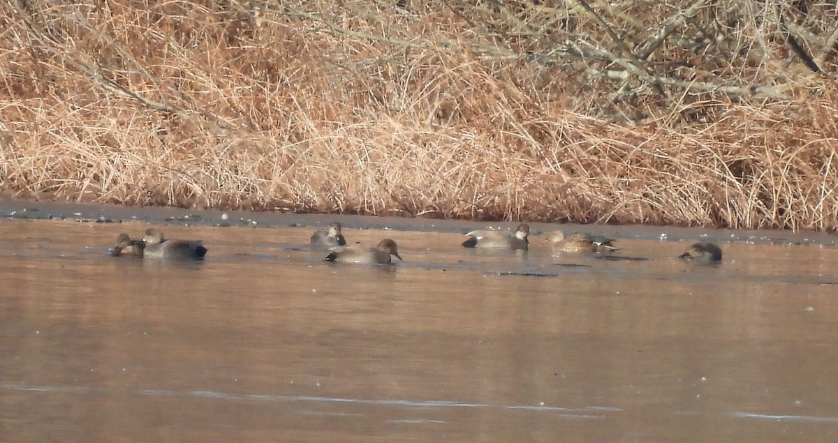 Gadwall - ML647519558