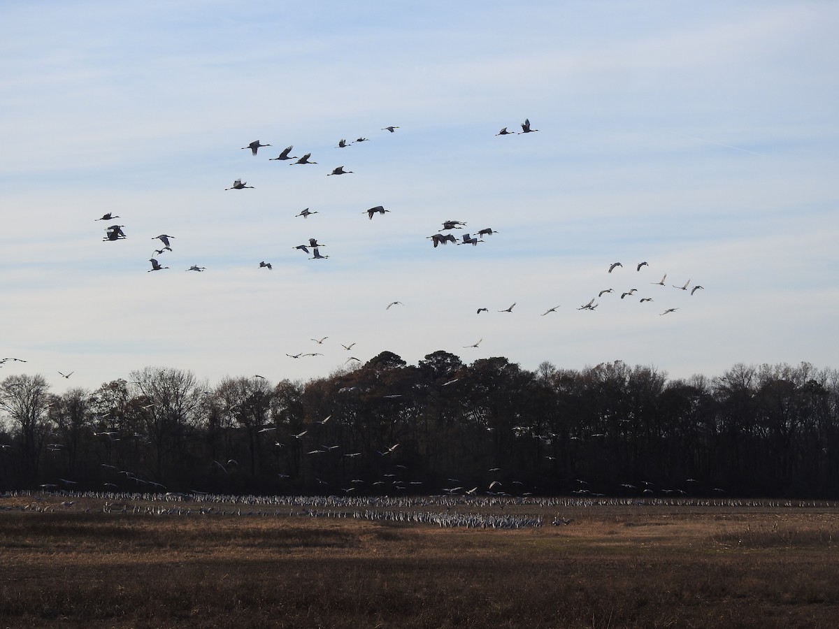 Sandhill Crane - ML647519559
