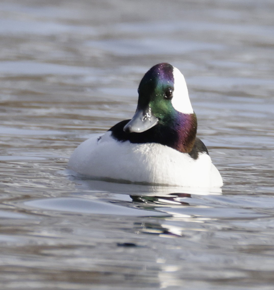 Bufflehead - ML647519560