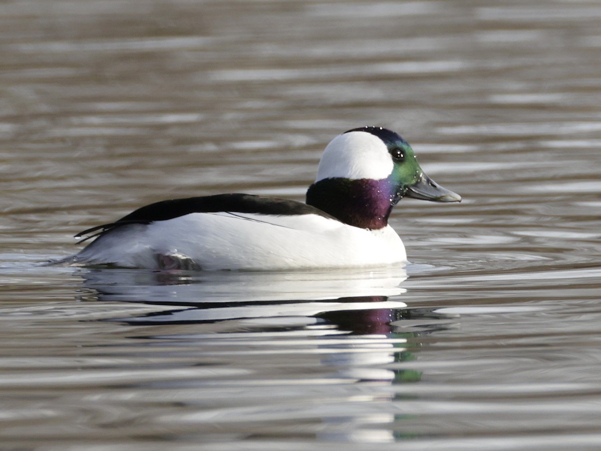 Bufflehead - ML647519561