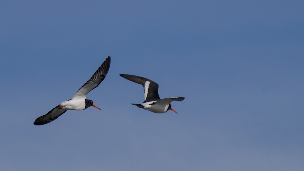 South Island Oystercatcher - ML647519562