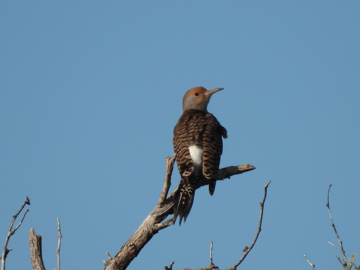 Gilded Flicker - ML647519563