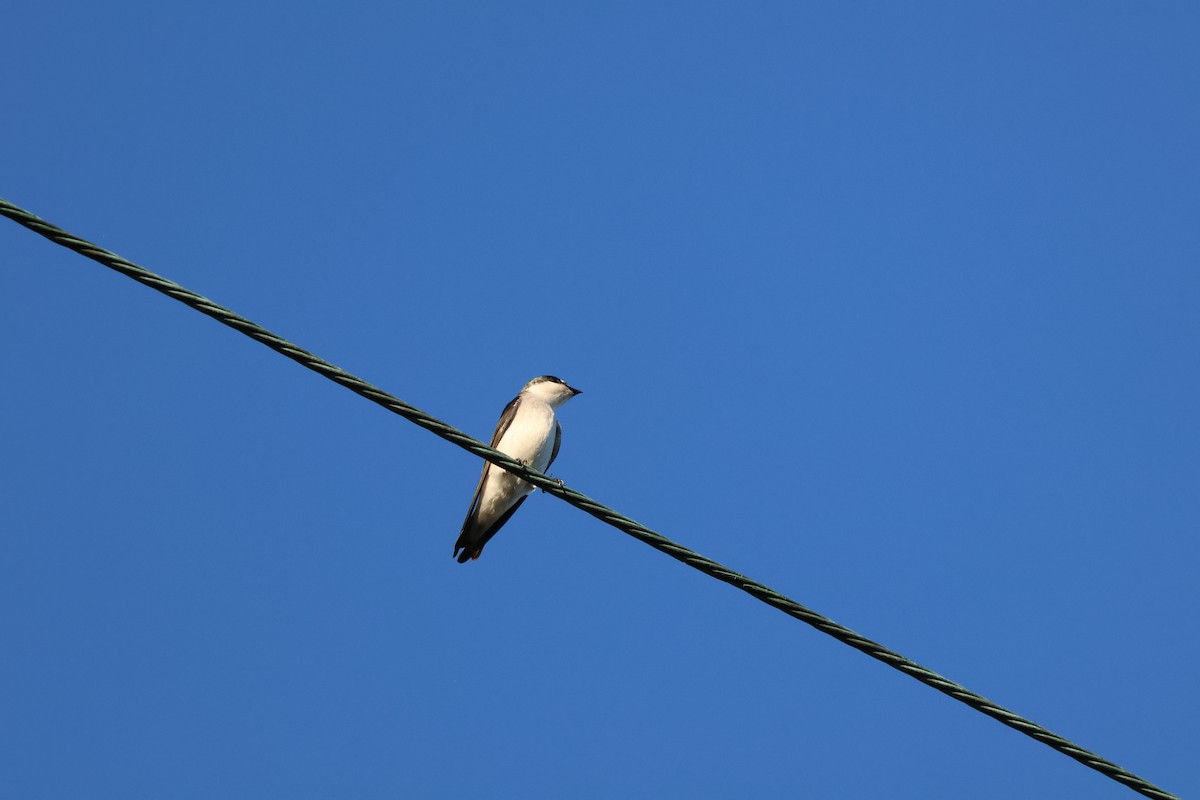 Mangrove Swallow - ML647519565