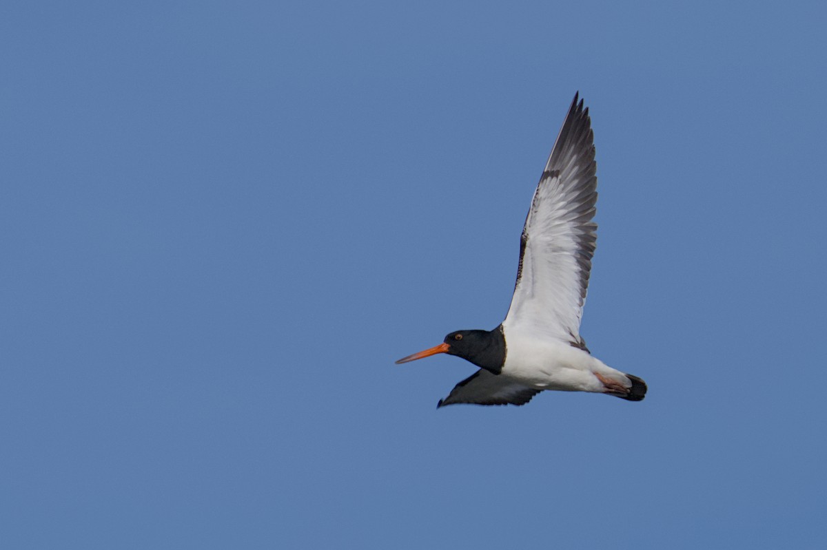 South Island Oystercatcher - ML647519566