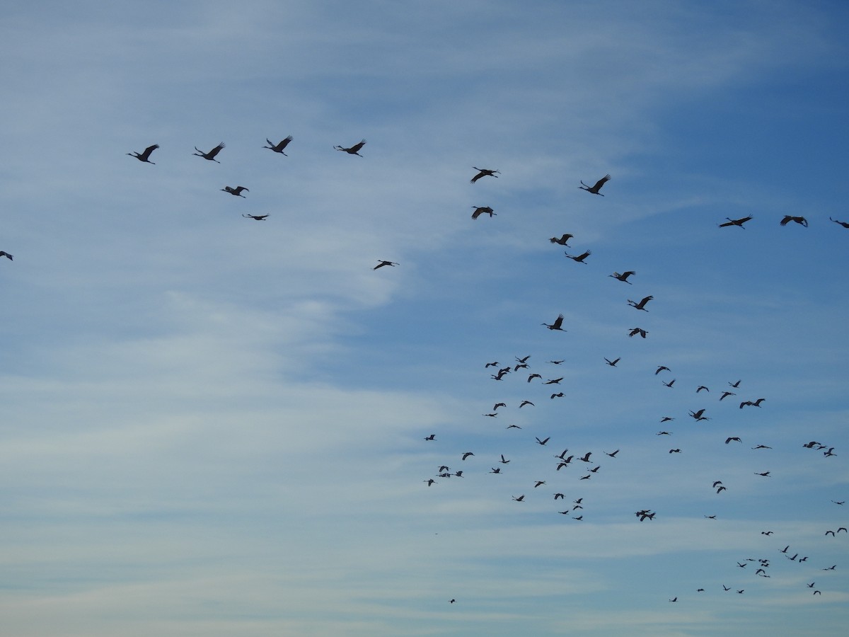 Sandhill Crane - ML647519567