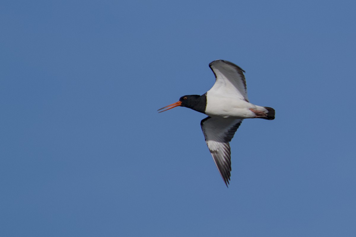 South Island Oystercatcher - ML647519568