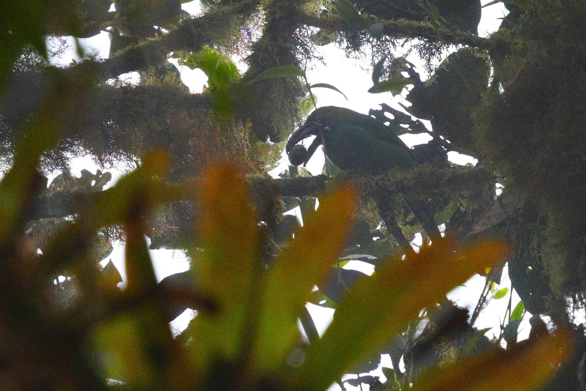 Crimson-rumped Toucanet - ML647519569