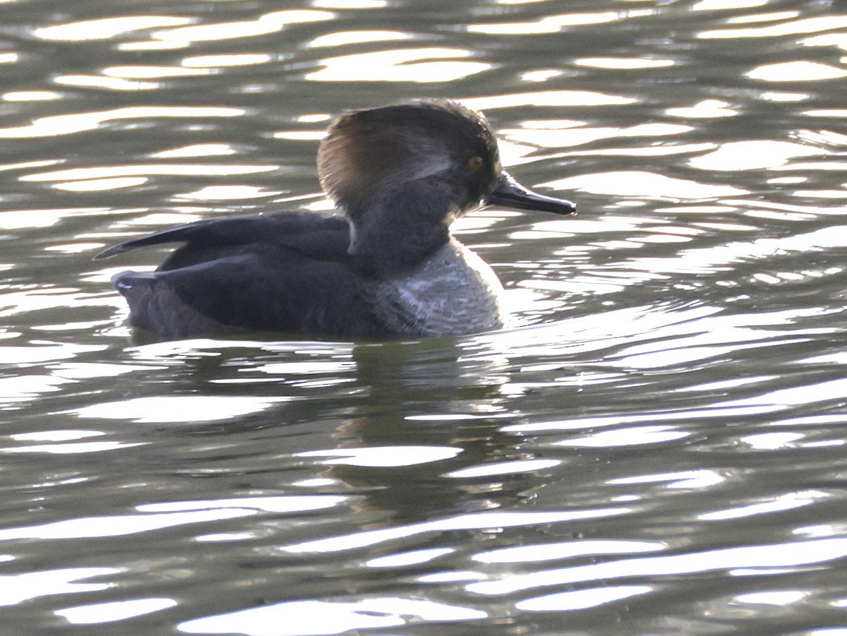 Hooded Merganser - ML647519570