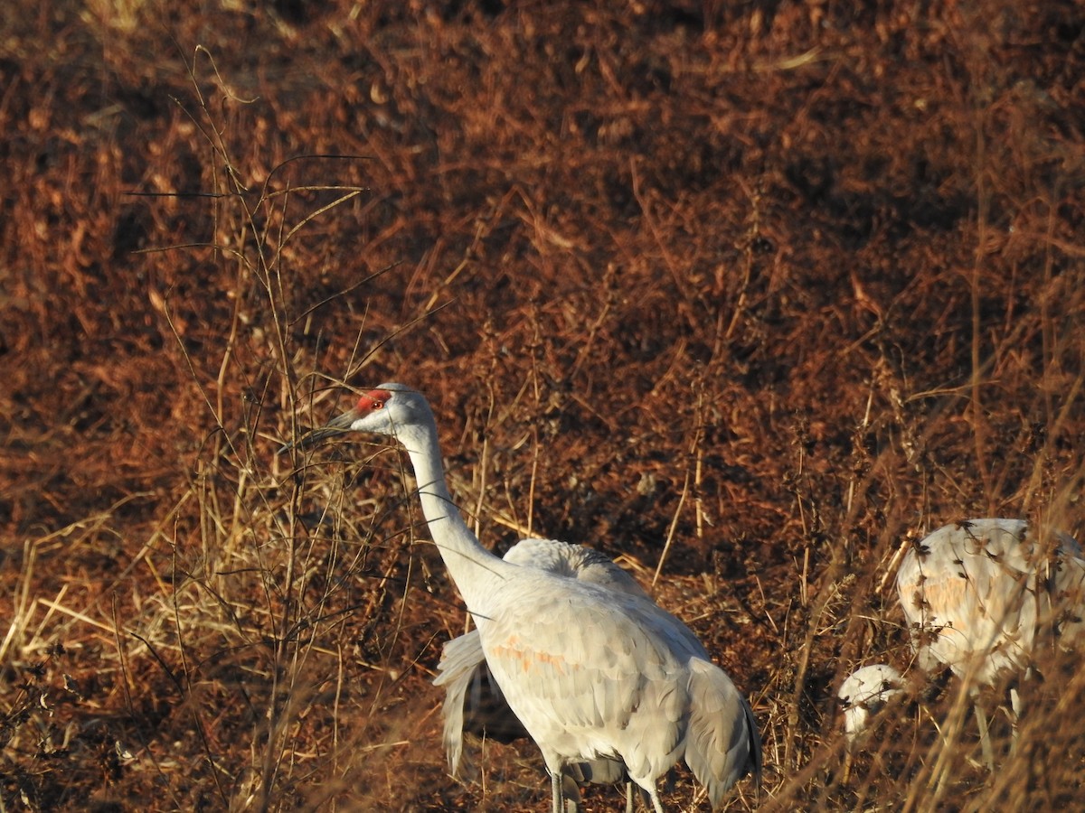 Sandhill Crane - ML647519571
