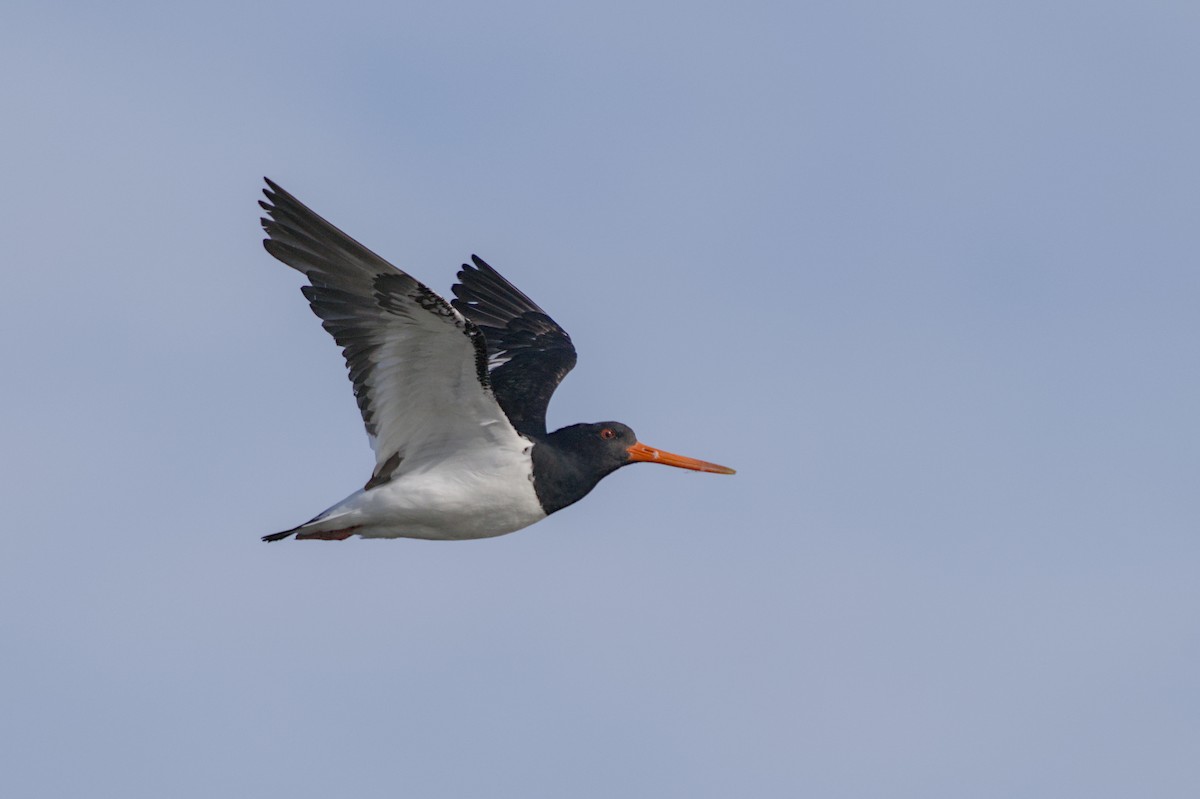 South Island Oystercatcher - ML647519572