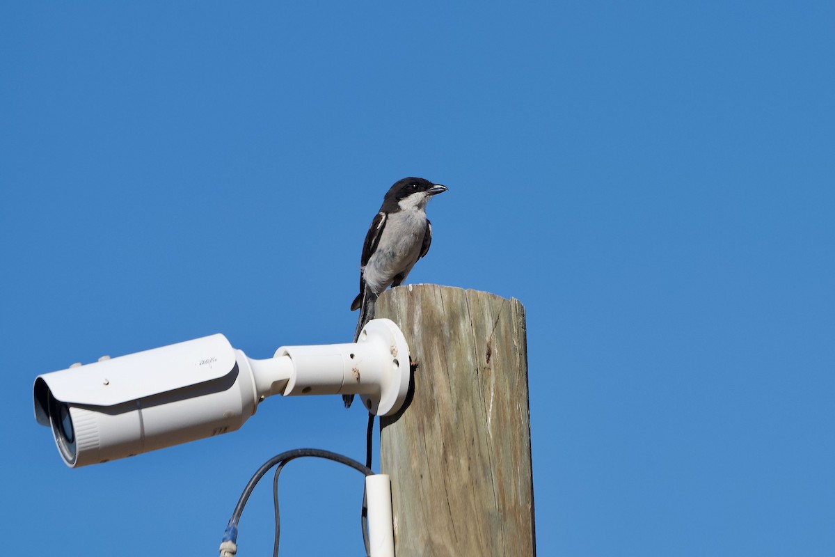 Southern Fiscal - ML647519574