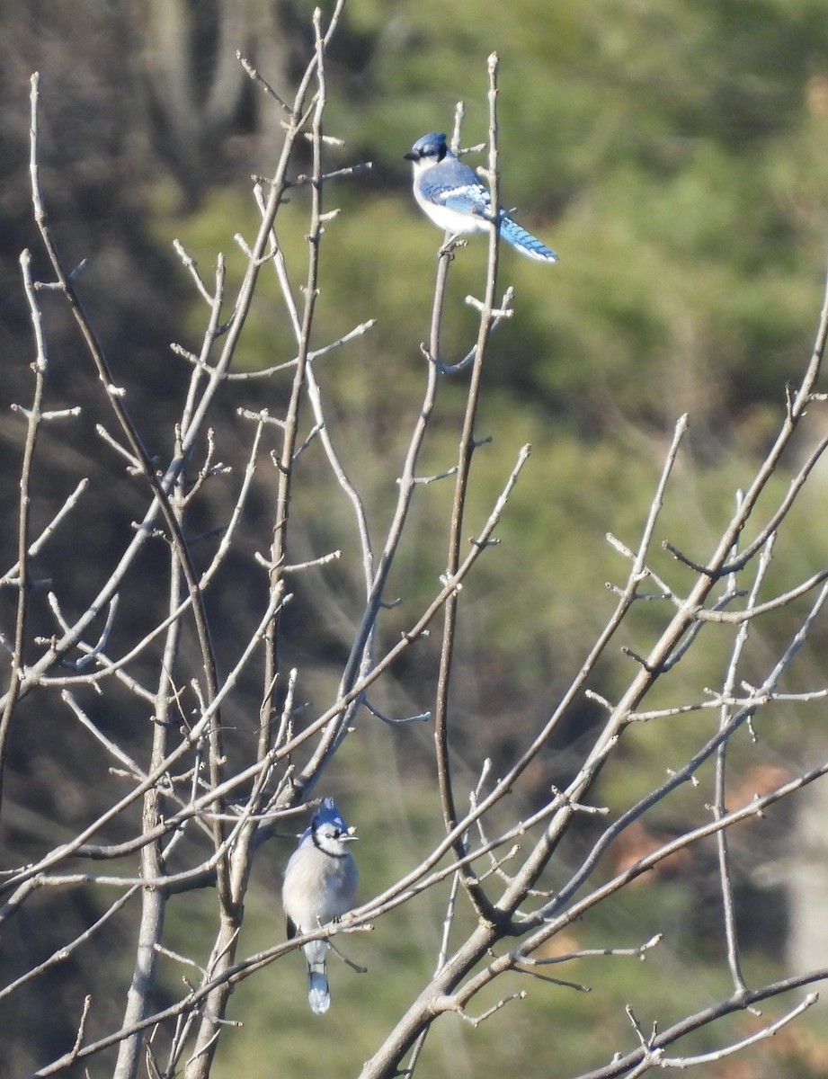 Blue Jay - ML647519575