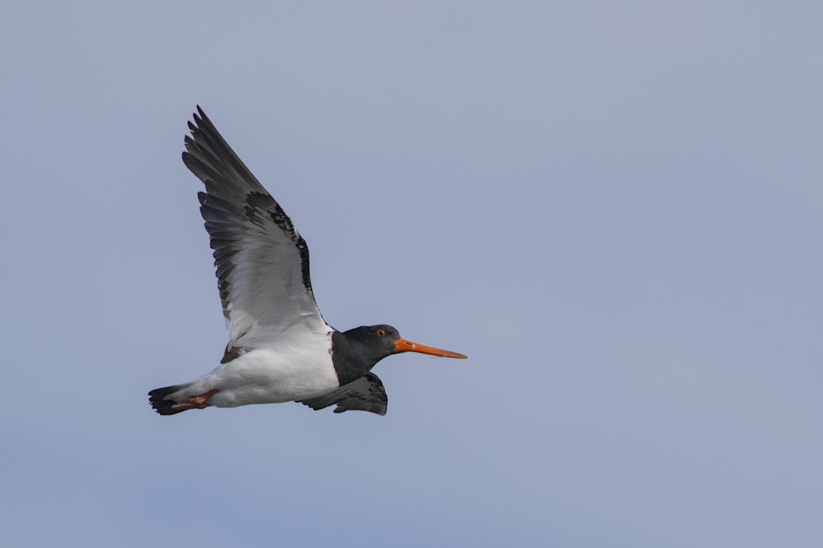 South Island Oystercatcher - ML647519576