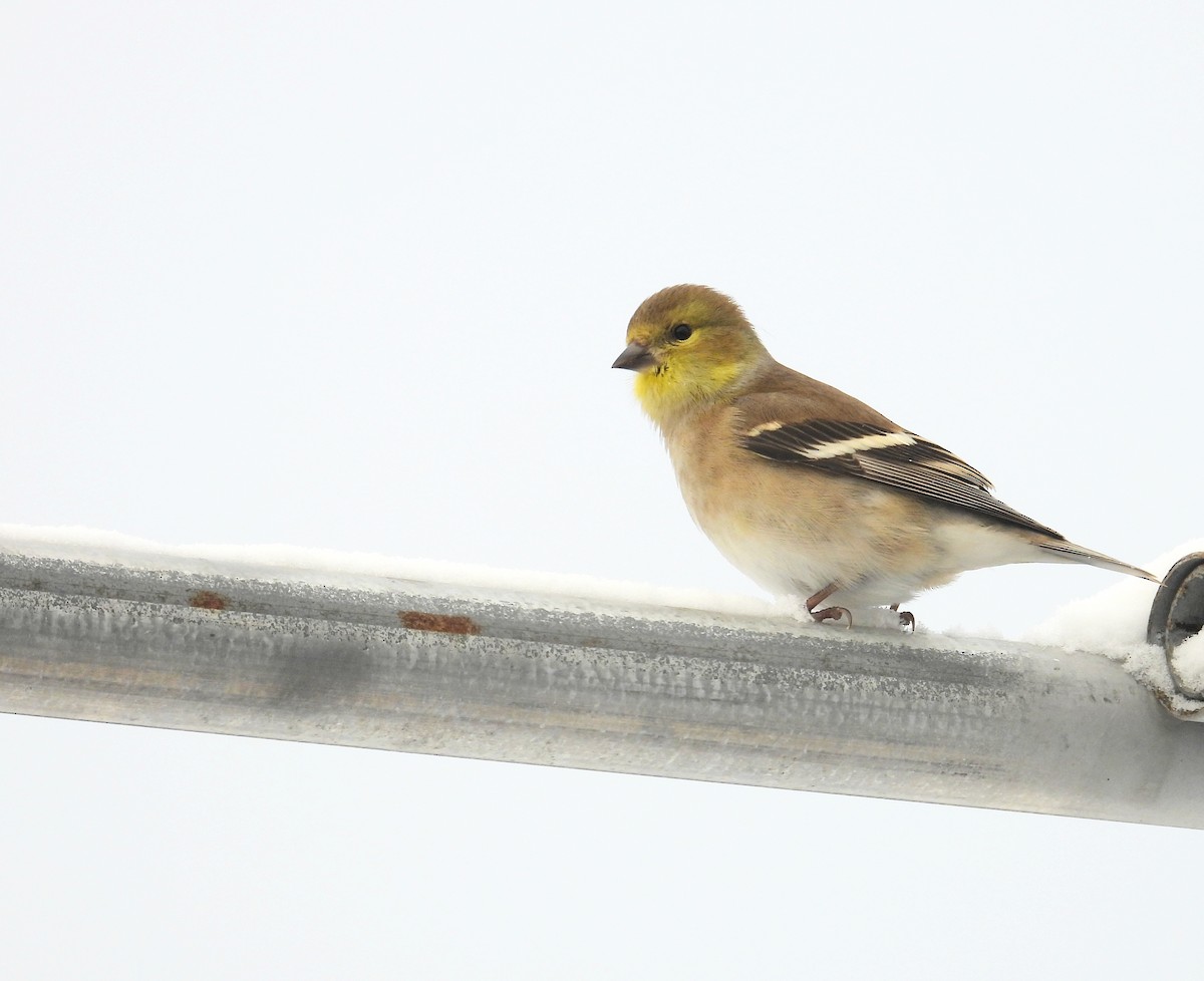 American Goldfinch - ML647519577
