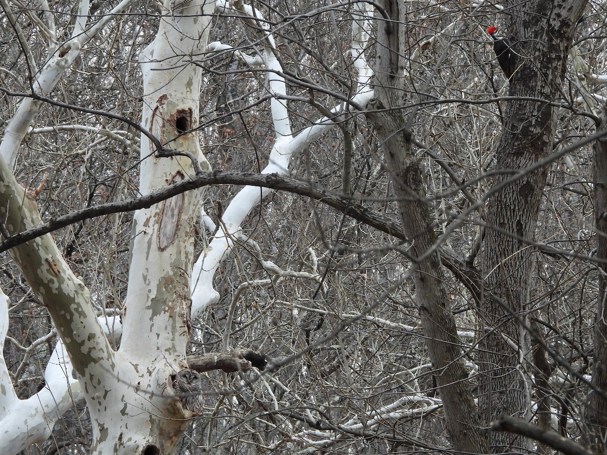 Pileated Woodpecker - ML647519578
