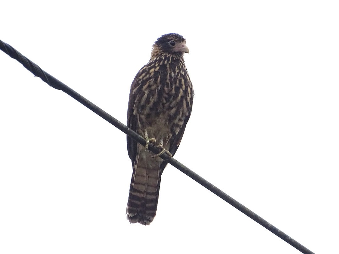 Yellow-headed Caracara - ML647519579