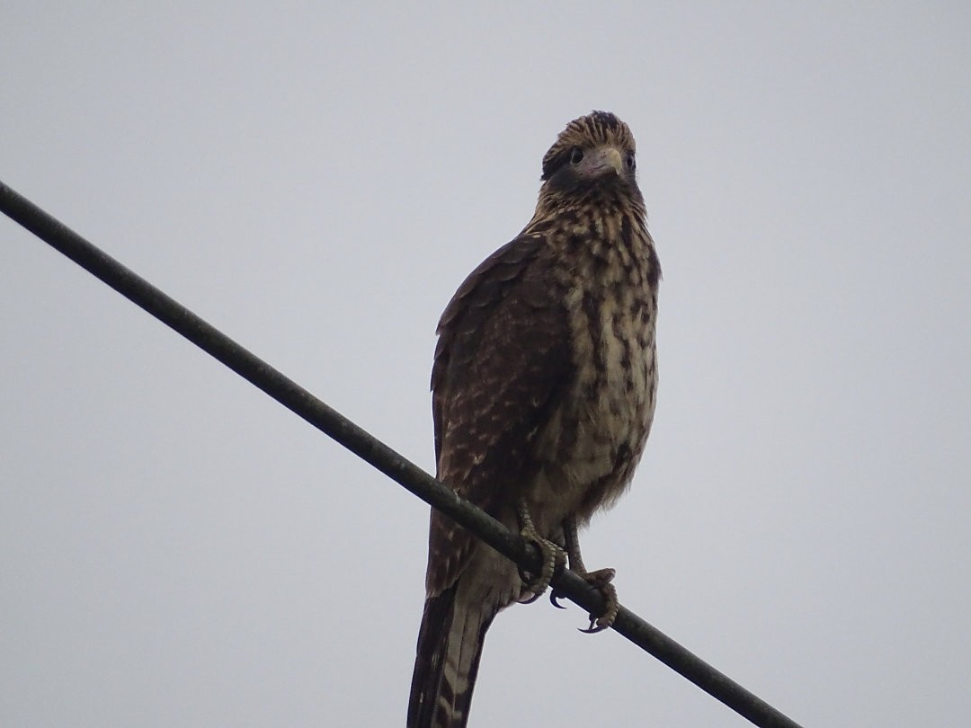 Yellow-headed Caracara - ML647519580