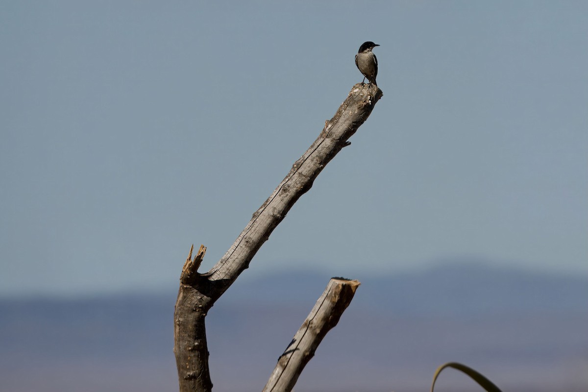 Fiscal Flycatcher - ML647519581