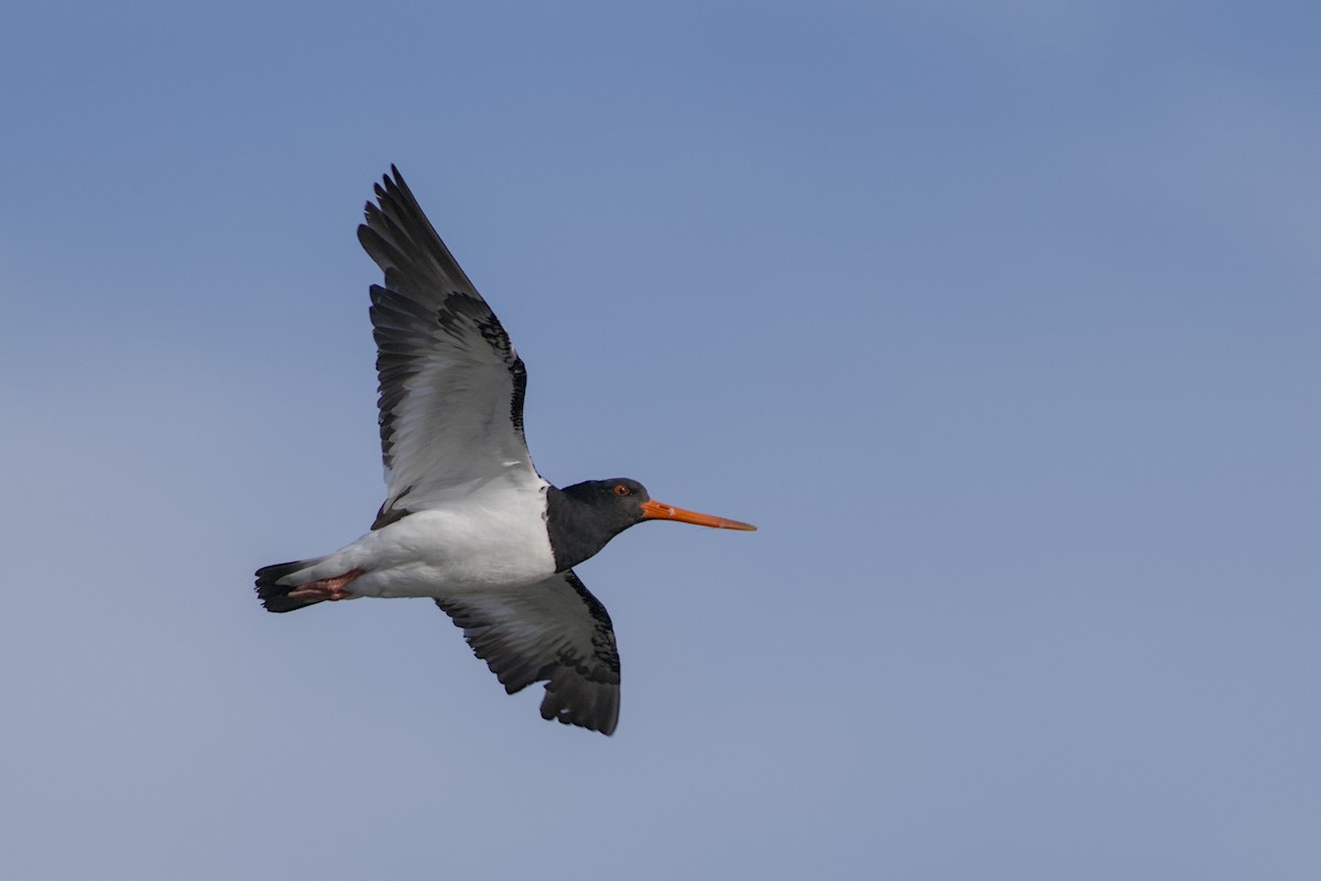 South Island Oystercatcher - ML647519584