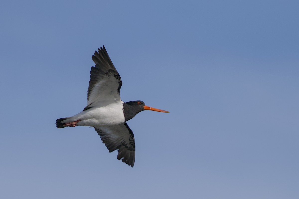 South Island Oystercatcher - ML647519591