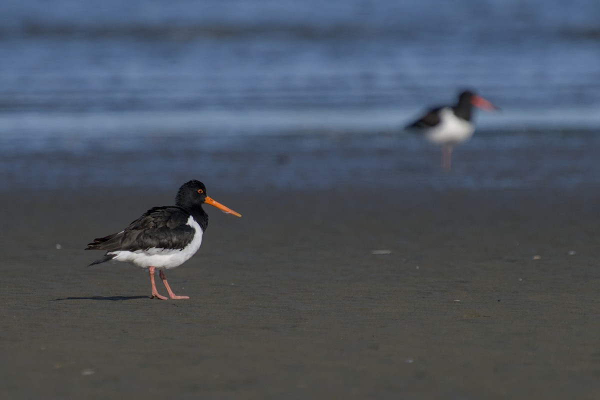 South Island Oystercatcher - ML647519593