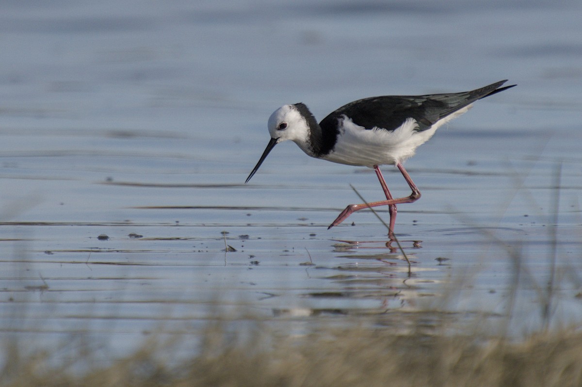 Кулик-довгоніг строкатий - ML647519600