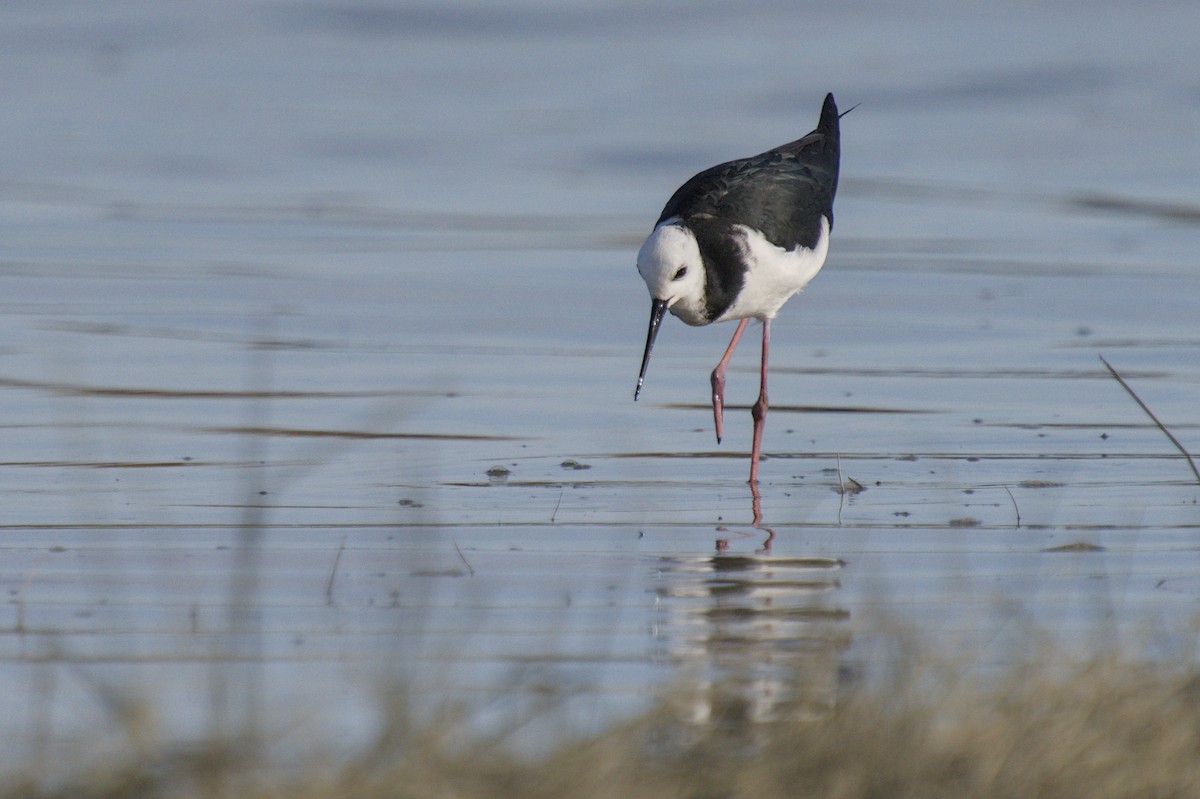 Кулик-довгоніг строкатий - ML647519630